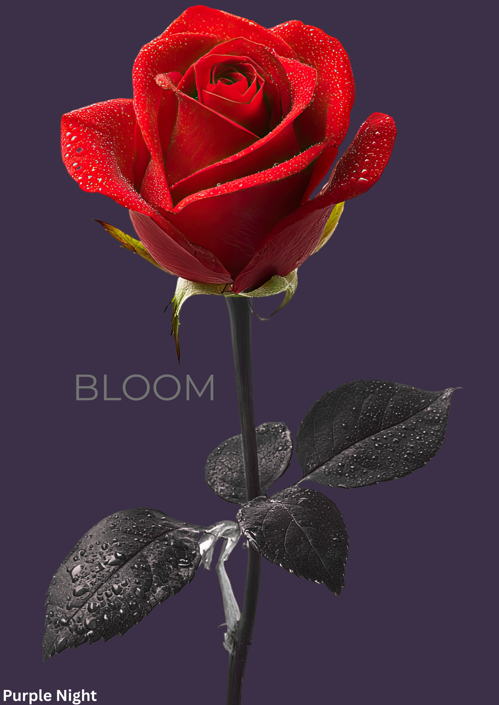 Bloom Rose