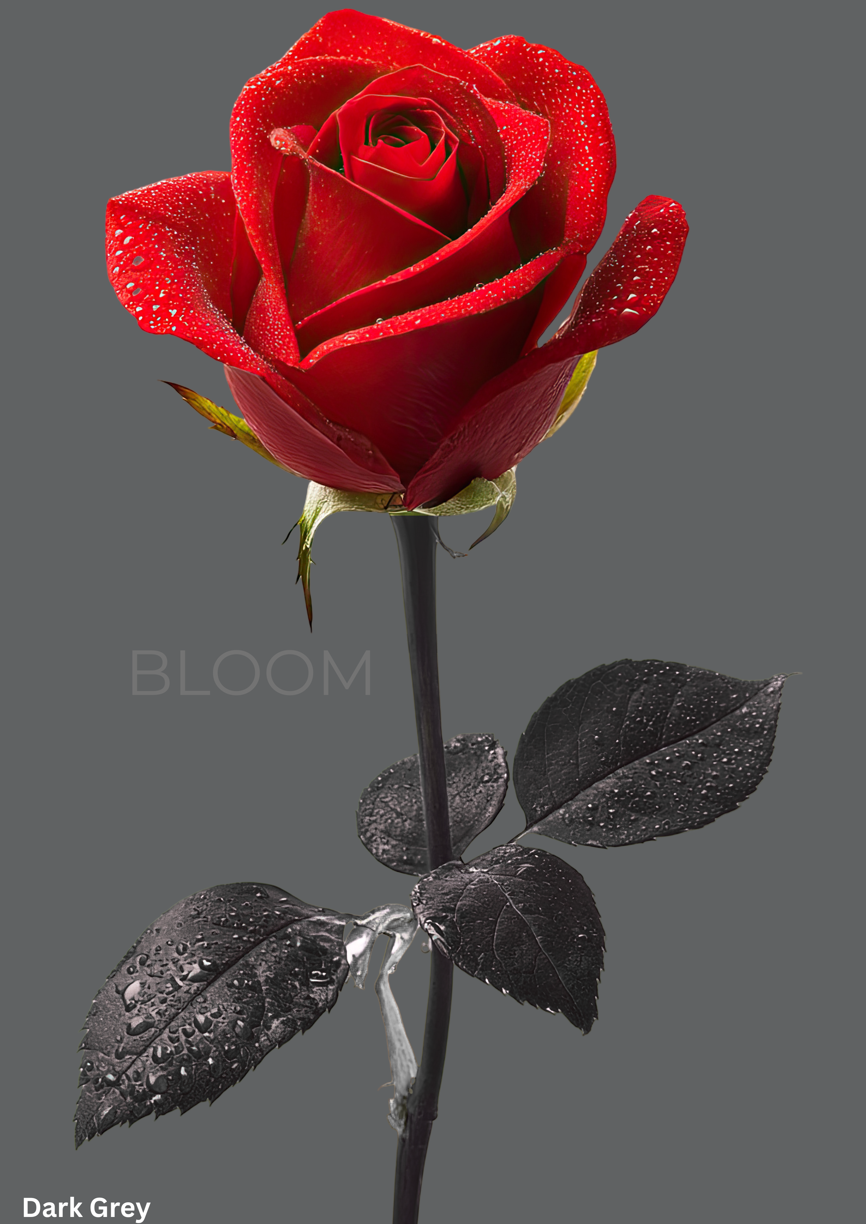 Bloom Rose
