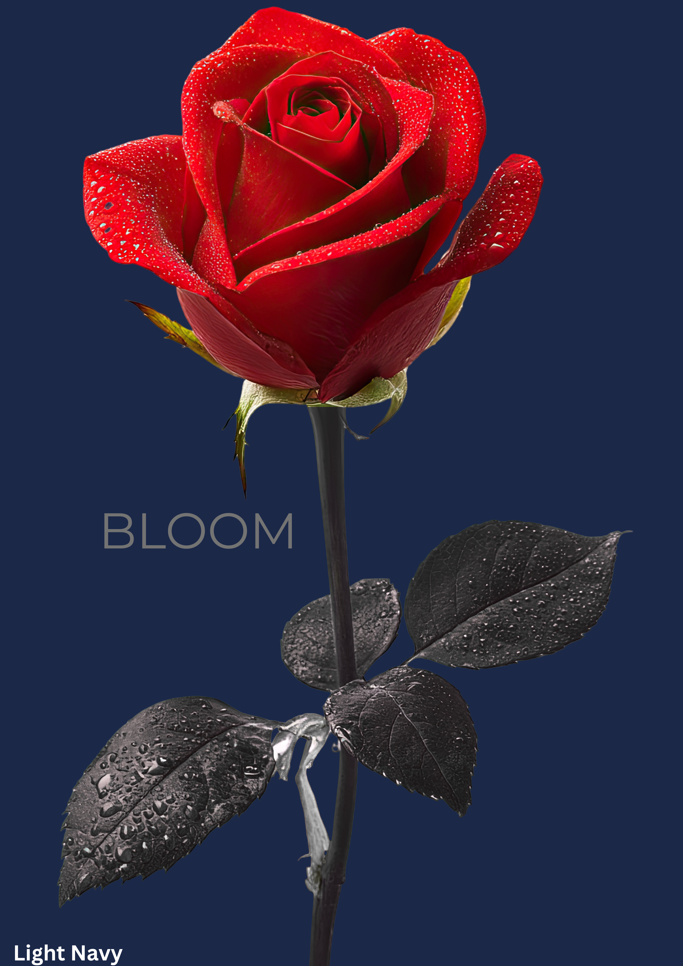 Bloom Rose