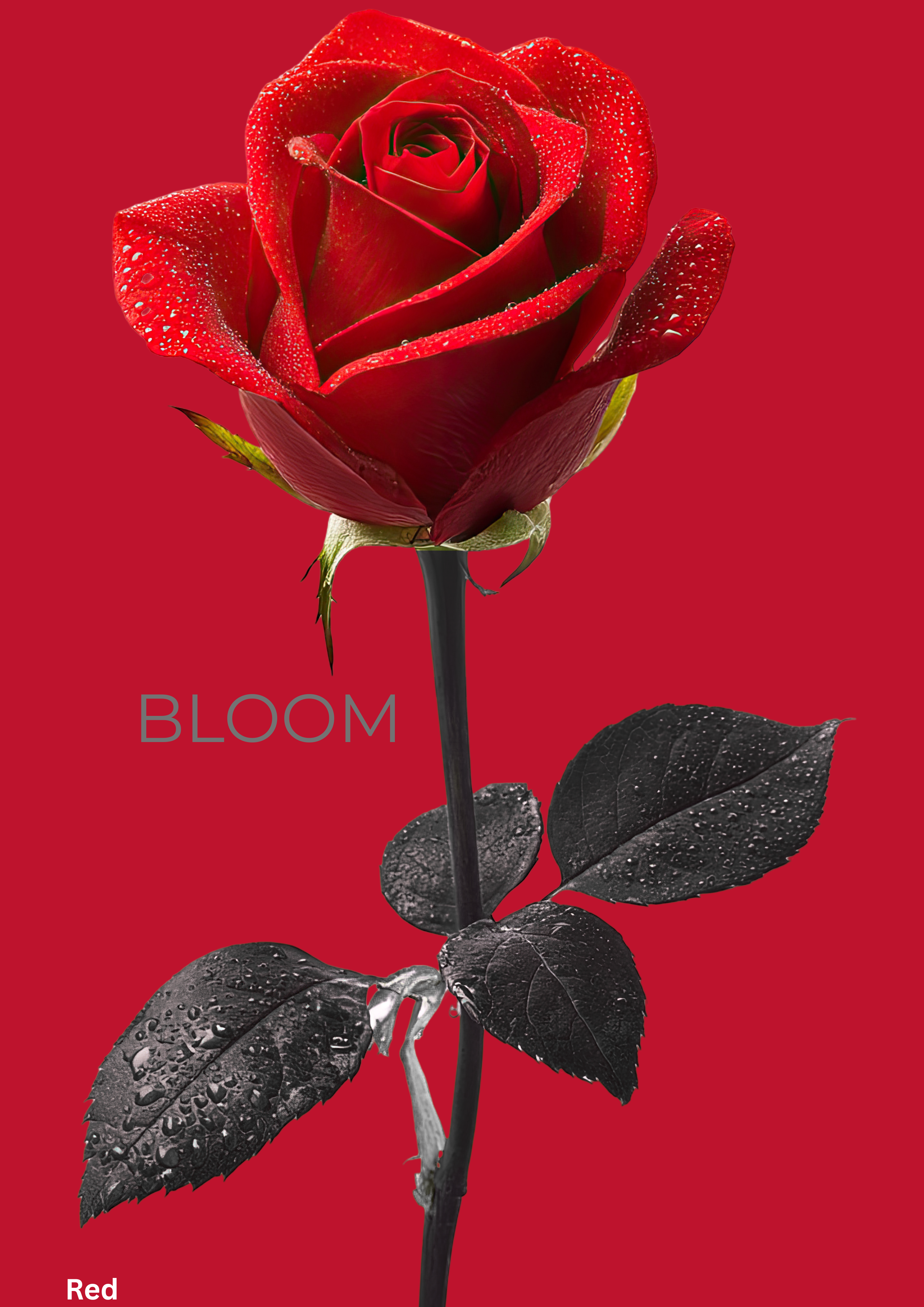 Bloom Rose