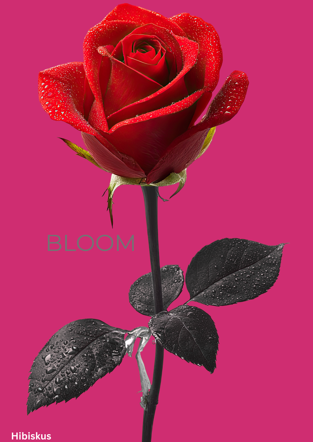 Bloom Rose