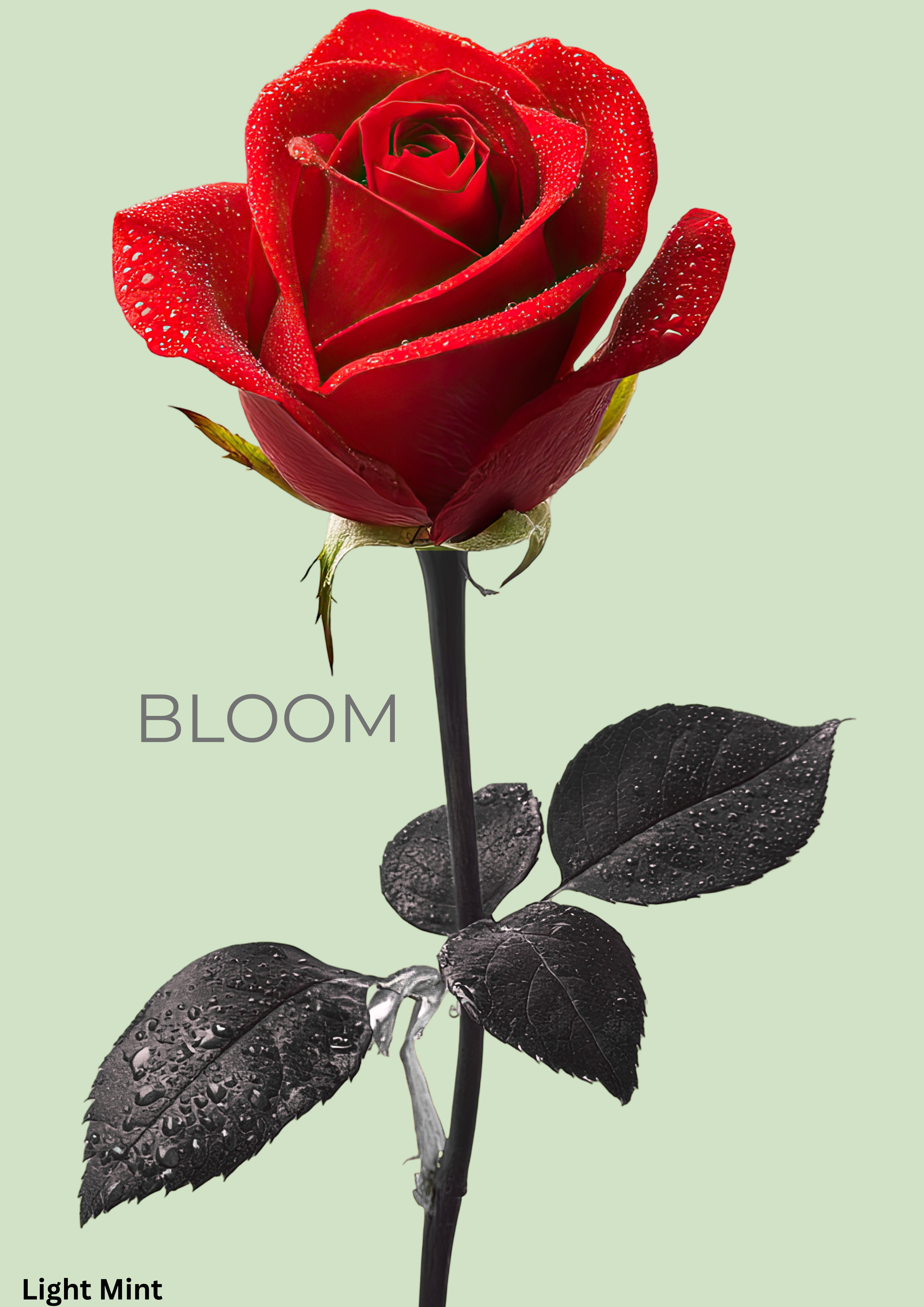 Bloom Rose