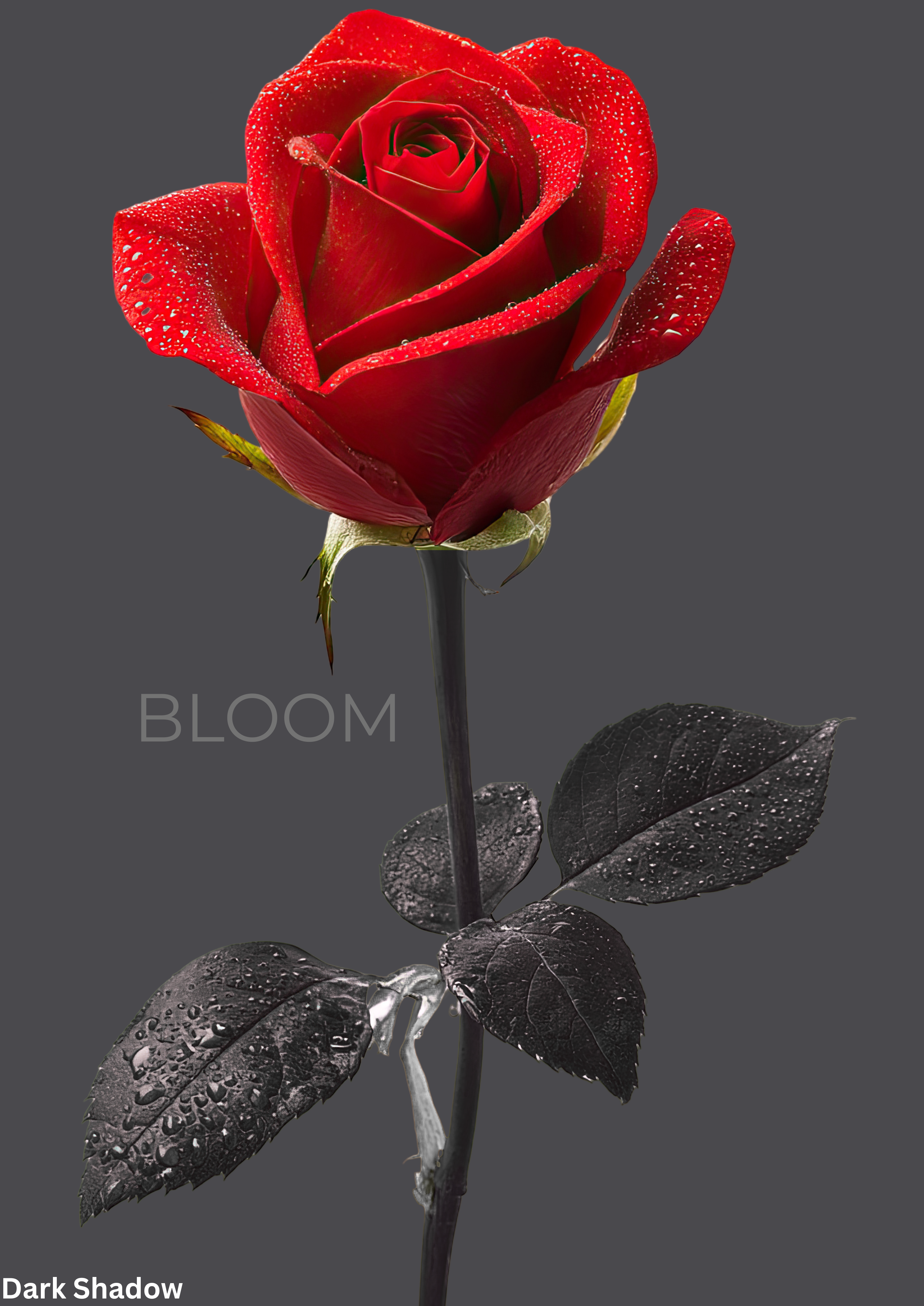 Bloom Rose
