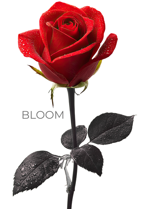 Bloom Rose