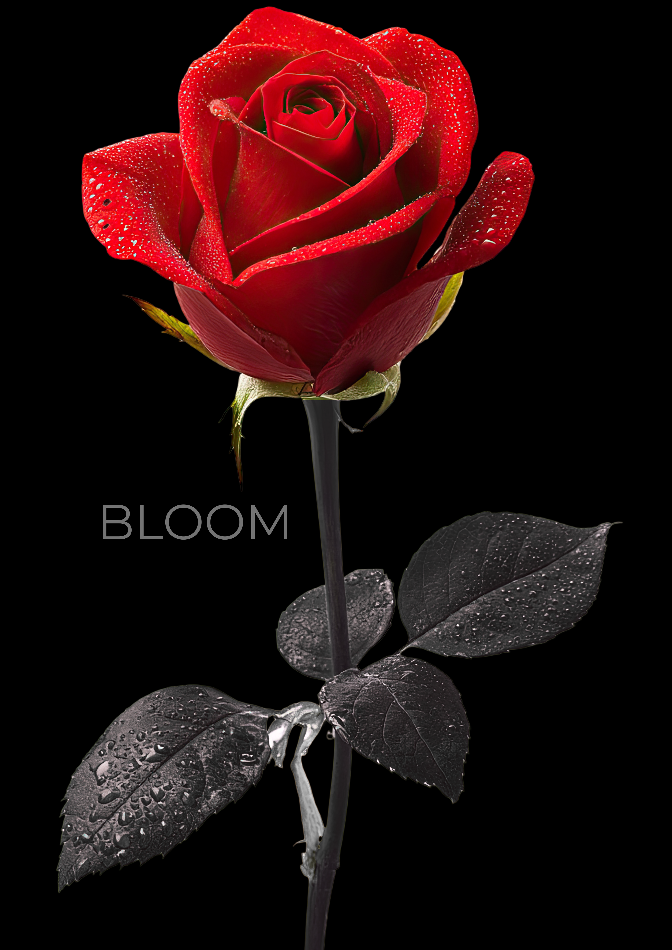 Bloom Rose