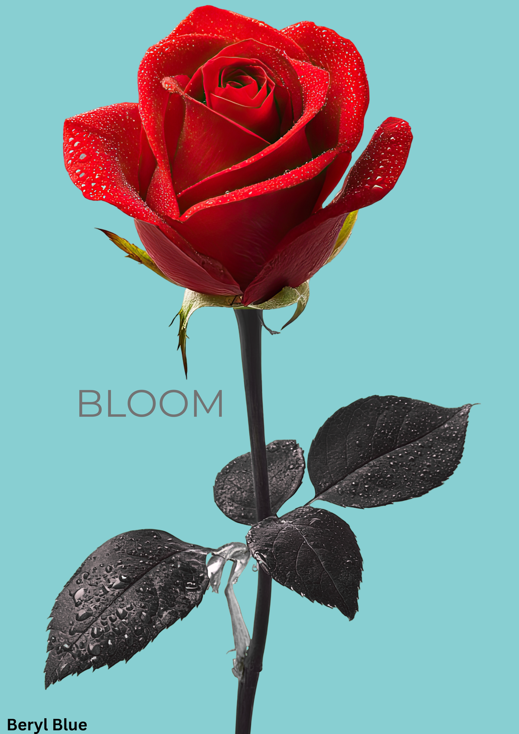 Bloom Rose