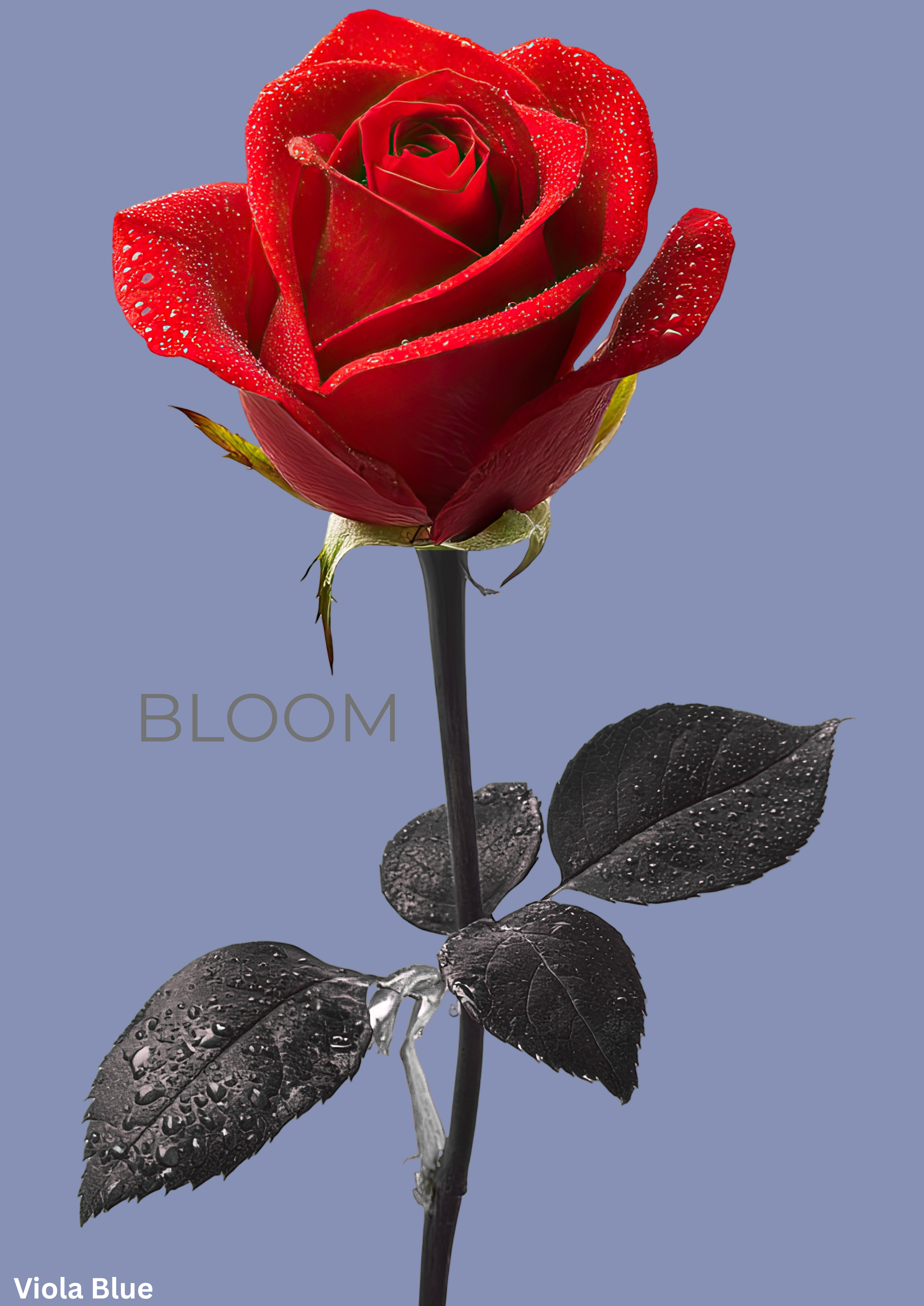Bloom Rose
