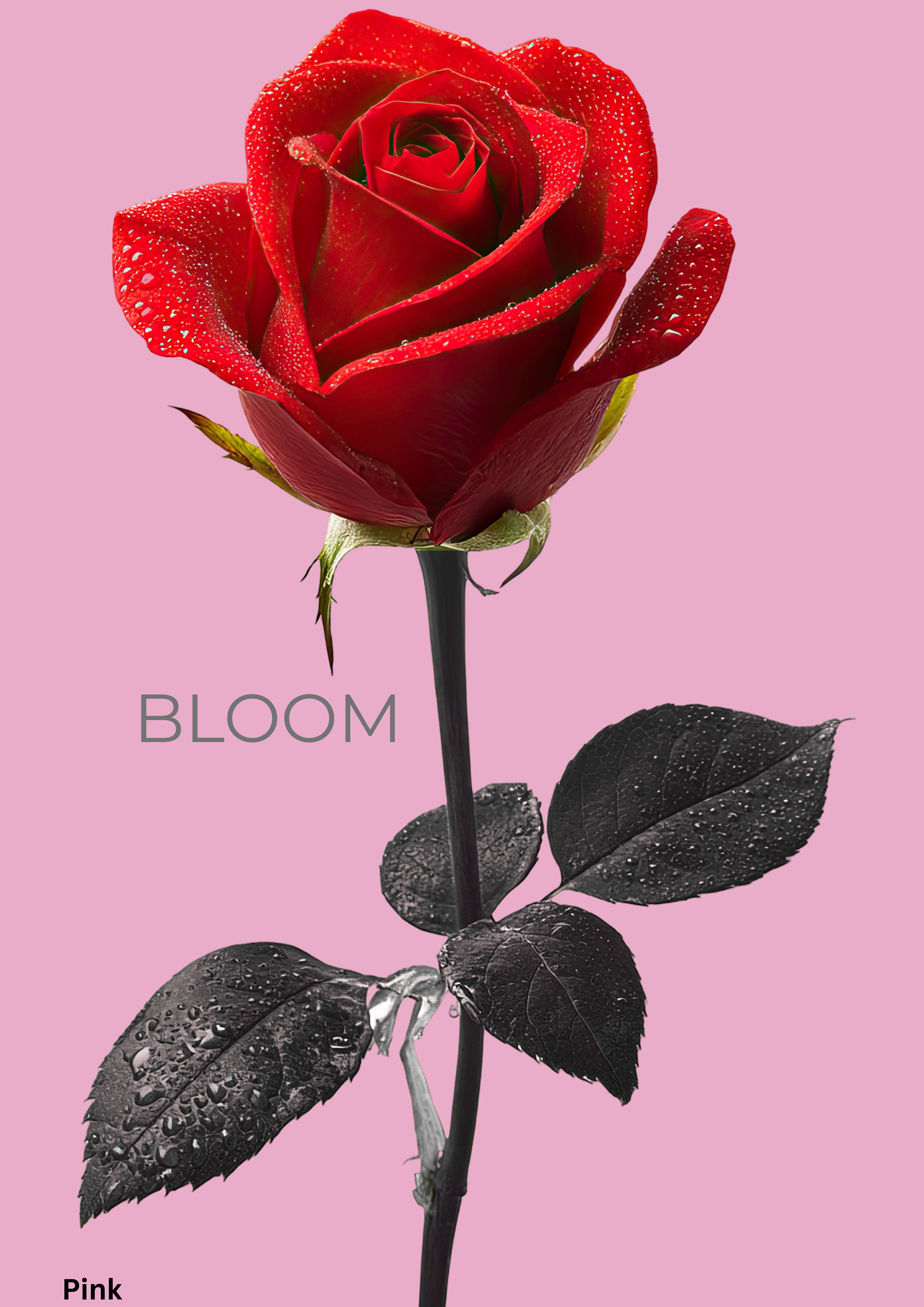 Bloom Rose