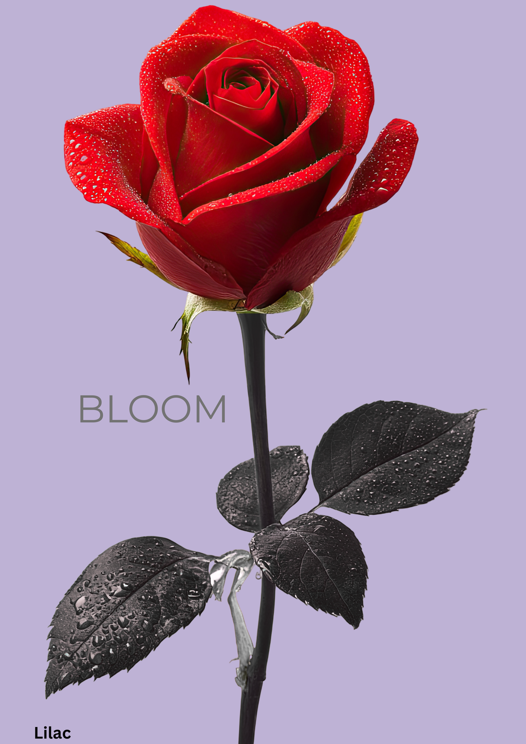 Bloom Rose